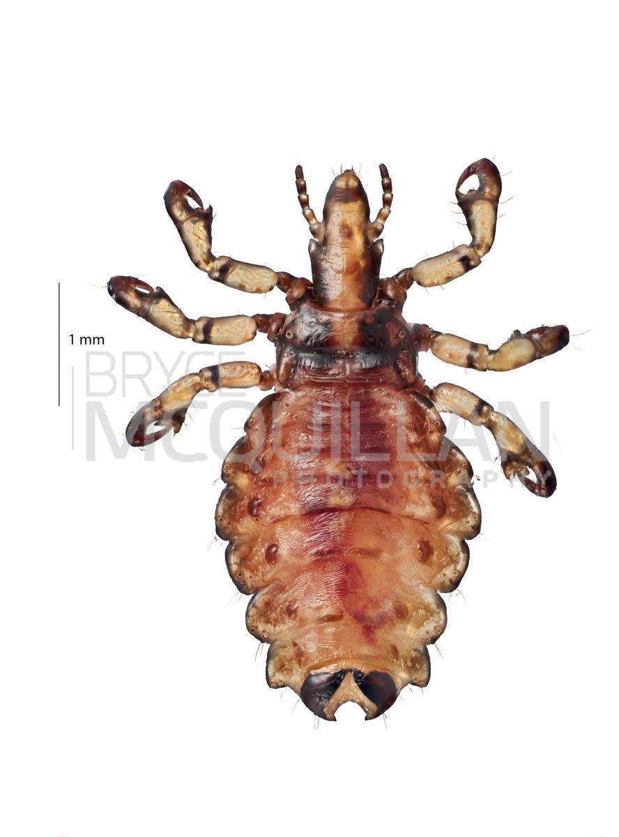 Pig Louse (Haematopinus suis), Haematopinidae, photographed in New Zealand by Bryce McQuillan