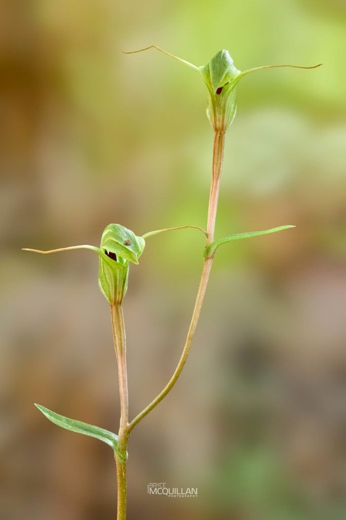 Trowel-leaved Greenhood (Pterostylis trullifolia), Orchidaceae, photographed in New Zealand by Bryce McQuillan
