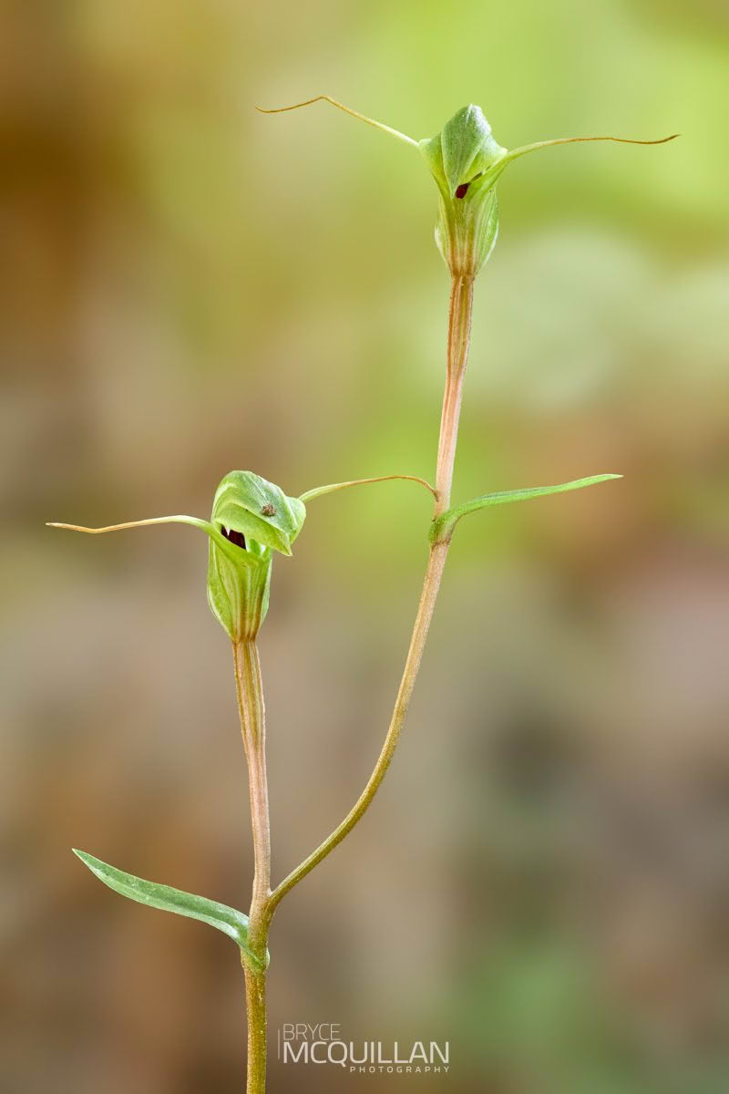 Pterostylis trulifolia, Orchidaceae, photographed in New Zealand by Bryce McQuillan