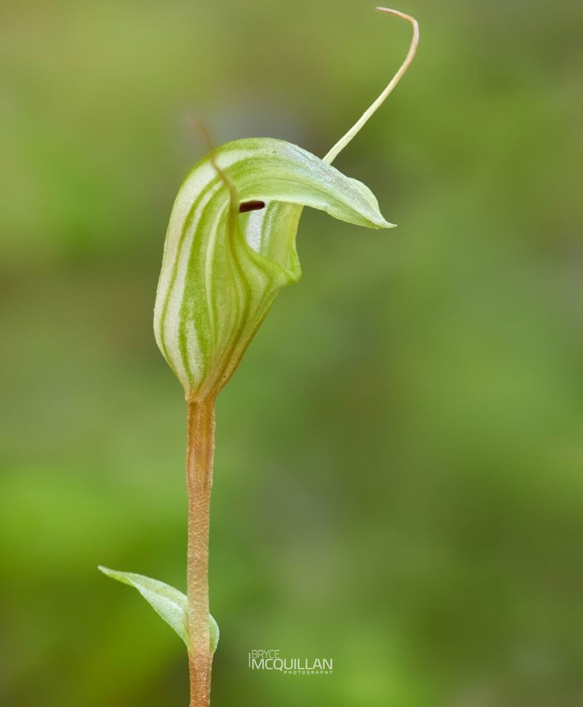 Trowel-leaved Greenhood (Pterostylis trullifolia), Orchidaceae, photographed in New Zealand by Bryce McQuillan