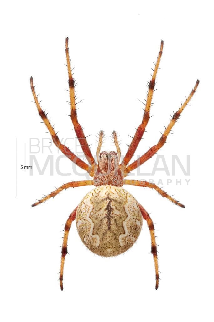 Salsa fuliginata, photographed in New Zealand by Bryce McQuillan
