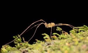 Puwere pureora, Neopilionidae, photographed in New Zealand by Bryce McQuillan