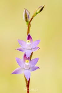 Slender Sun-Orchid (Thelymitra pauciflora), Orchidaceae photographed by Bryce McQuillan