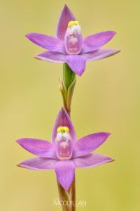 Slender Sun-Orchid (Thelymitra pauciflora), Orchidaceae photographed by Bryce McQuillan