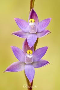 Slender Sun-Orchid (Thelymitra pauciflora), Orchidaceae photographed by Bryce McQuillan