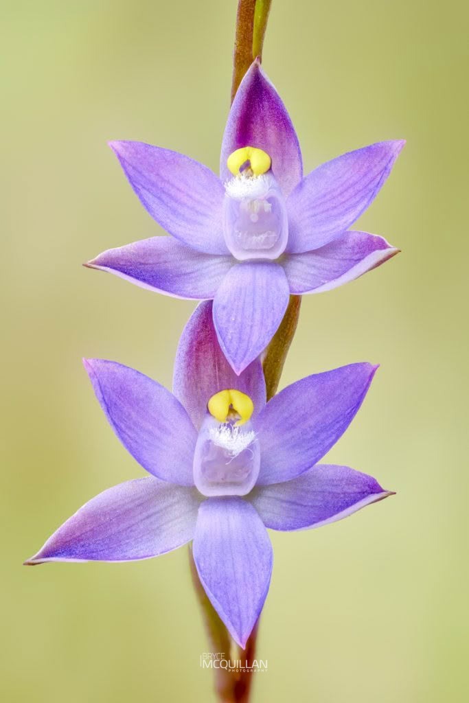 slender sun-orchid (Thelymitra pauciflora), Orchidaceae, photographed in New Zealand by Bryce McQuillan