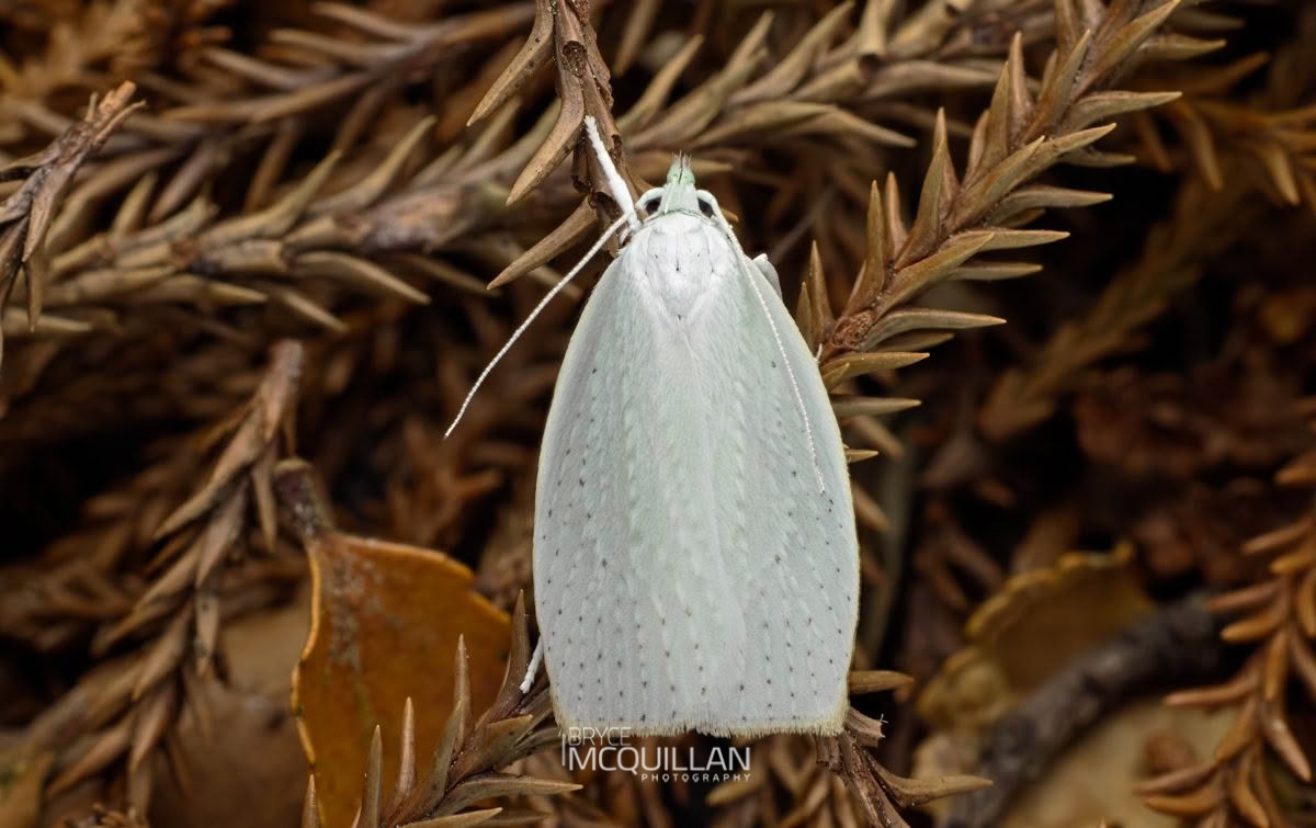 Tarata Flat Moth (Nymphostola galactina), Oecophoridae, photographed in New Zealand by Bryce McQuillan