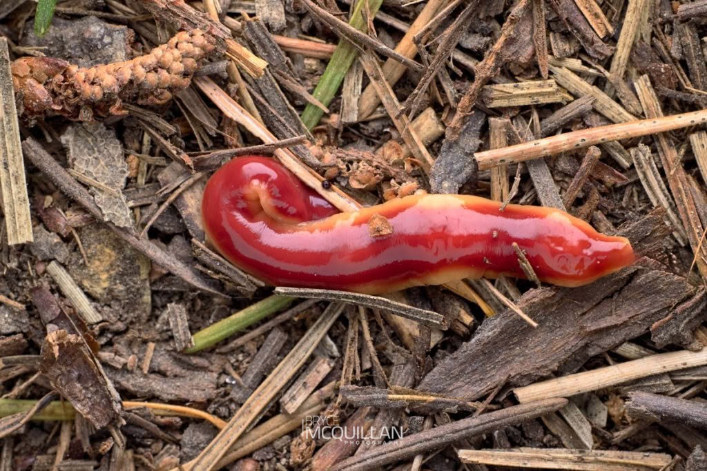 Arthurdendyus testaceus, Geoplanidae, photographed in New Zealand by Bryce McQuillan
