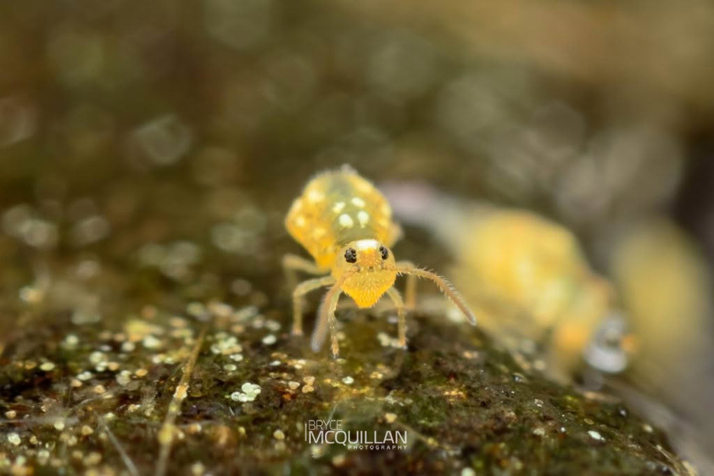 Globular springtails, photographed in New Zealand by Bryce McQuillan