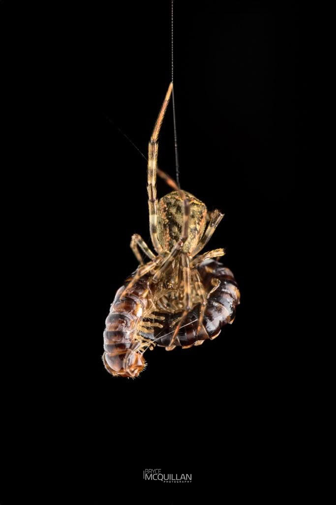Episinus spp, Theridiidae, photographed in New Zealand by Bryce McQuillan