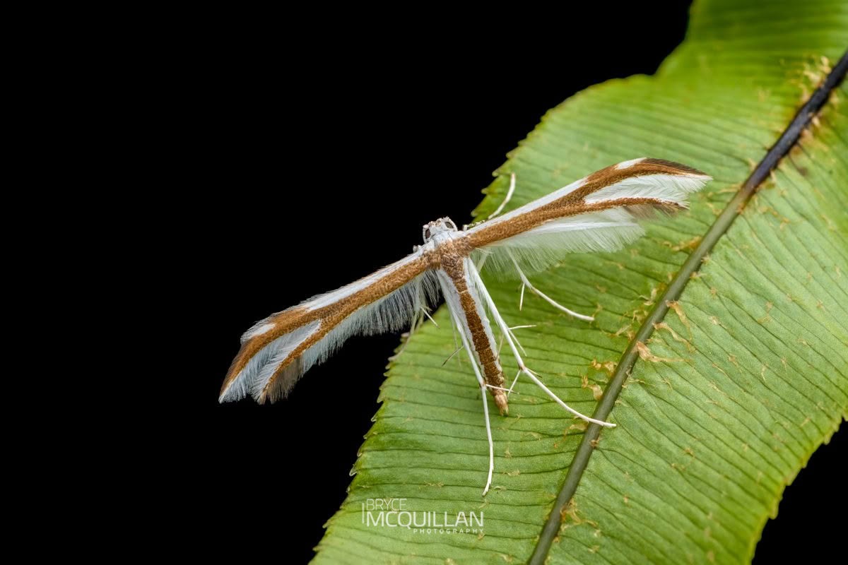 Pittosporum plume (Pterophorus furcatalis), Pterophoridae, photographed in New Zealand by Bryce McQuillan