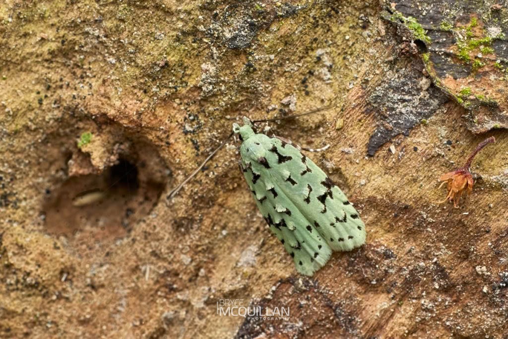 Green Lichen Tuft Moth (Izatha peroneanella), Xyloryctidae, photographed in New Zealand by Bryce McQuillan