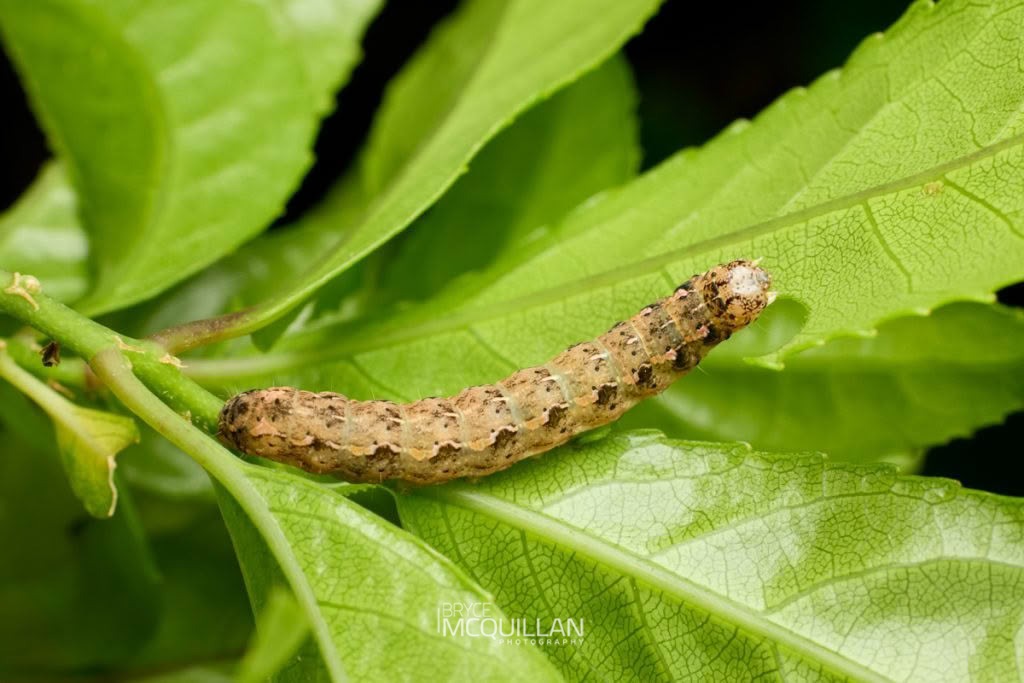 Mahoe-stripper moth (Feredayia graminosa), Noctuidae, photographed in New Zealand by Bryce McQuillan