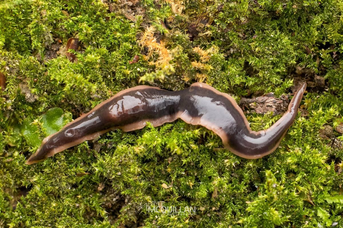 Geoplanidae sp, Geoplanidae, photographed in New Zealand by Bryce McQuillan