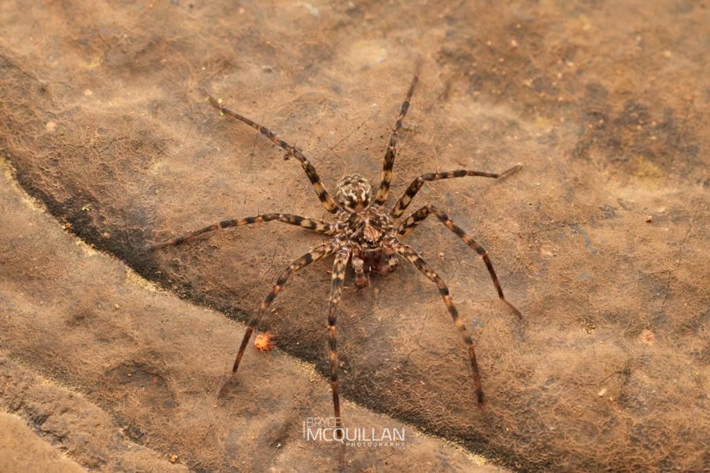 Cycloctenus sp, Cycloctenidae, photographed in New Zealand by Bryce McQuillan