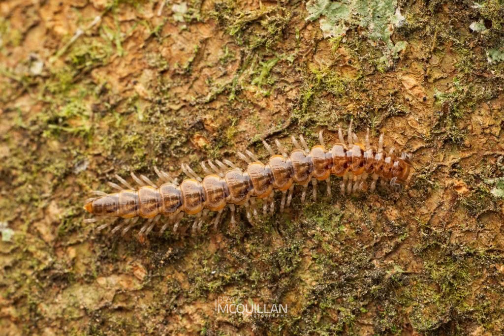 Icosidesmus spp, Dalodesmidae, photographed in New Zealand by Bryce McQuillan