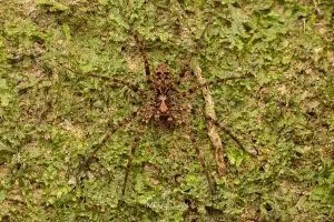 Cycloctenus sp, Cycloctenidae, photographed in New Zealand by Bryce McQuillan