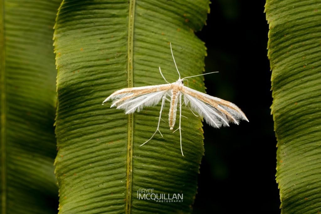Pittosporum Plume (Pterophorus furcatalis), Pterophoridae, photographed in New Zealand by Bryce McQuillan