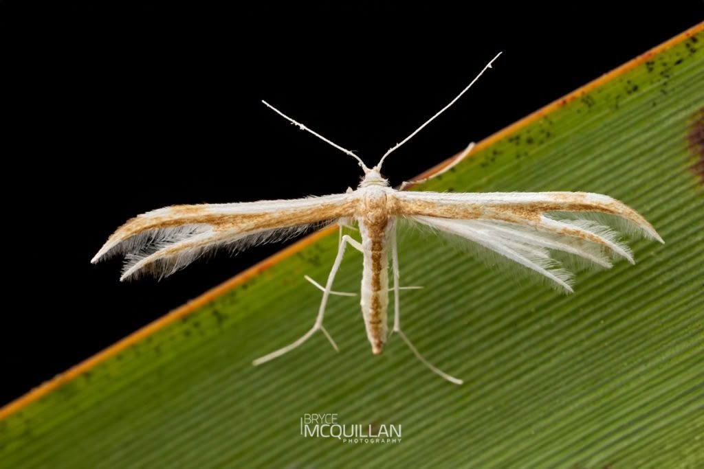 Pittosporum plume (Pterophorus furcatalis), Pterophoridae, photographed in New Zealand by Bryce McQuillan