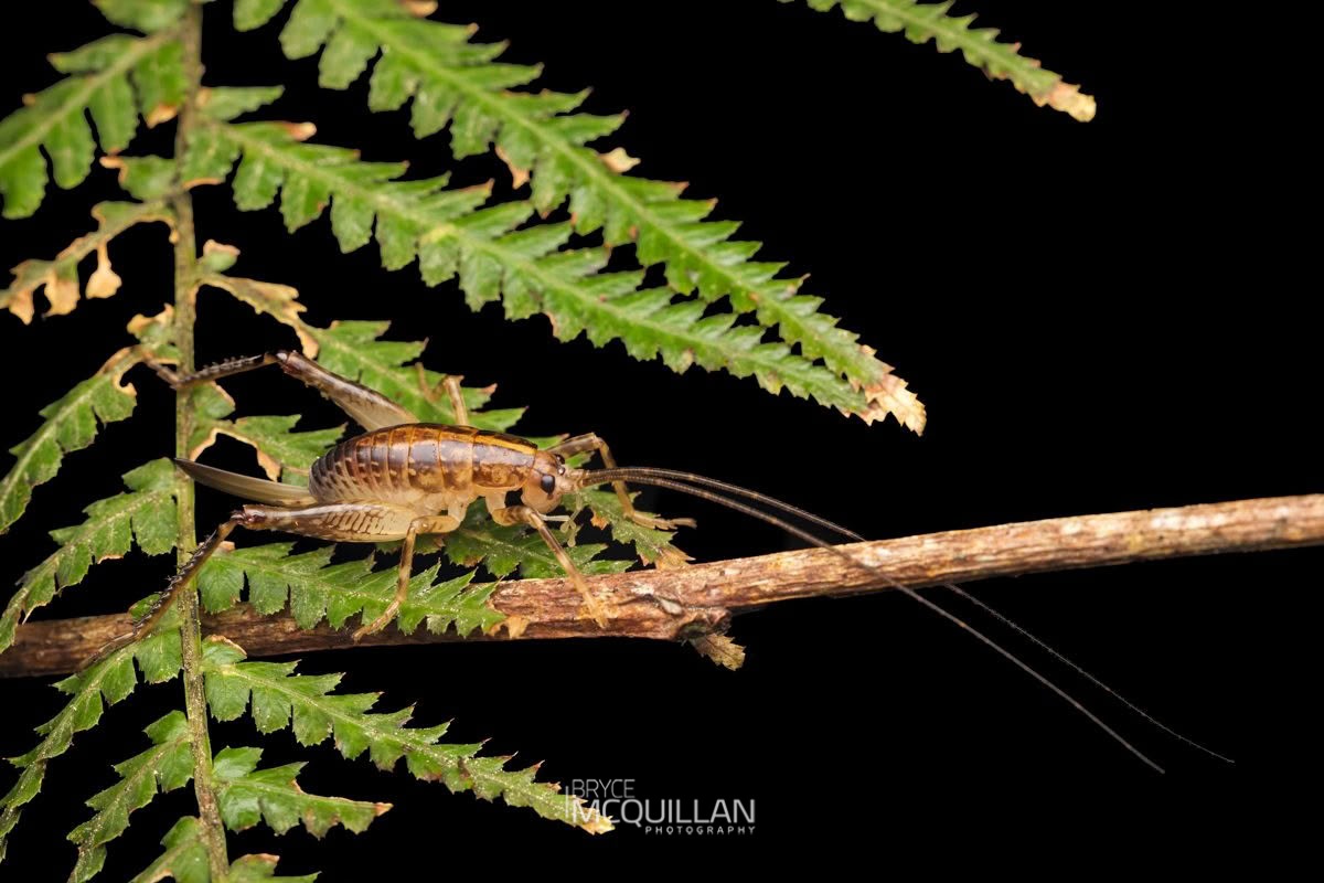 Talitropsis sedilloti, Rhaphidophoridae, photographed in New Zealand by Bryce McQuillan