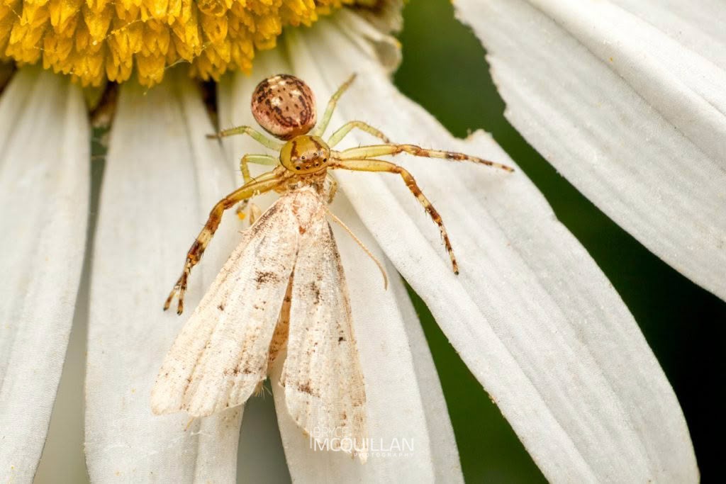 Diaea ambara, Thomisidae, photographed in New Zealand by Bryce McQuillan