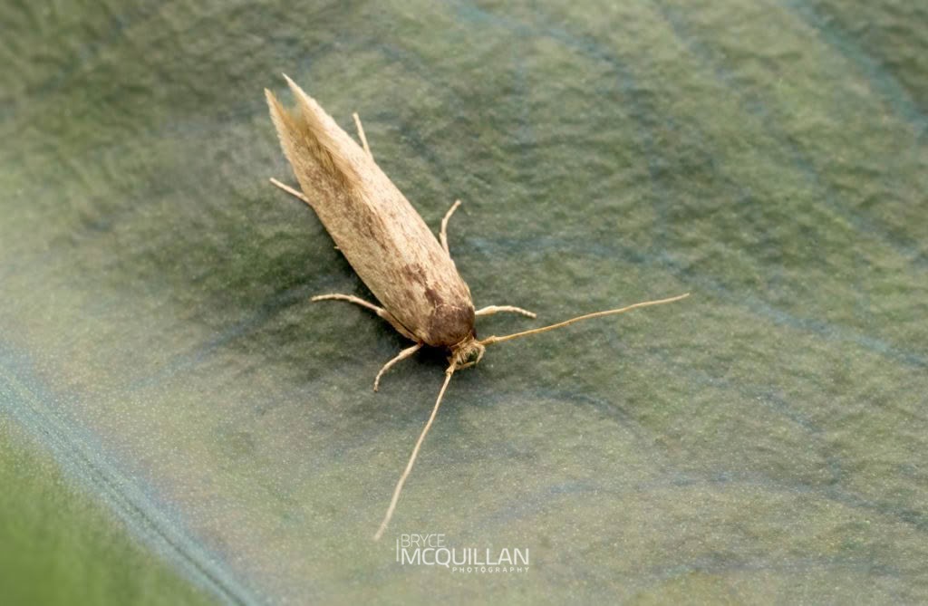 Dusky scuttler (Opogona omoscopa), Tineidae, photographed in New Zealand by Bryce McQuillan