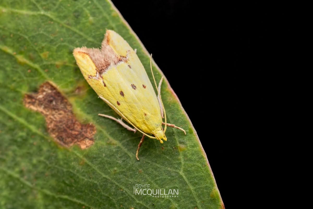 Pink-Tipped Yellow Moth (Gymnobathra flavidella), Xyloryctidae, photographed in New Zealand by Bryce McQuillan