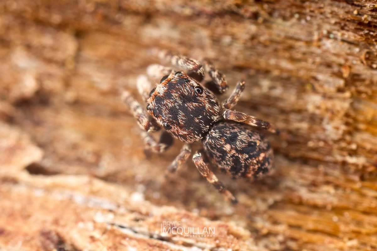 Salticidae, Salticidae, photographed in New Zealand by Bryce McQuillan