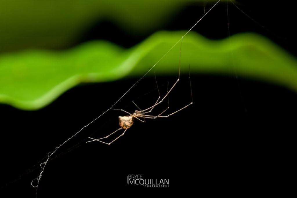 Physoglenidae, Synotaxidae, photographed in New Zealand by Bryce McQuillan
