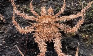 Triregia fairburni, Triaenonychidae, photographed in New Zealand by Bryce McQuillan