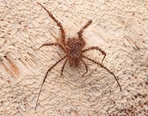 Triregia fairburni, Triaenonychidae, photographed in New Zealand by Bryce McQuillan
