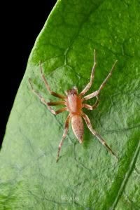 Clubiona spp, Clubionidae, photographed in New Zealand by Bryce McQuillan