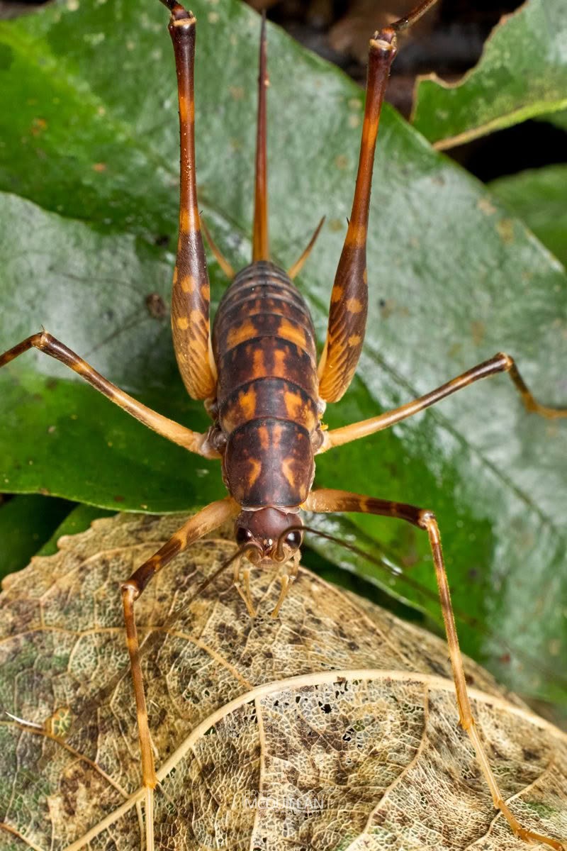 Goldmine Cave Wētā (Pachyrhamma acanthocera), Rhaphidophoridae, photographed in New Zealand by Bryce McQuillan