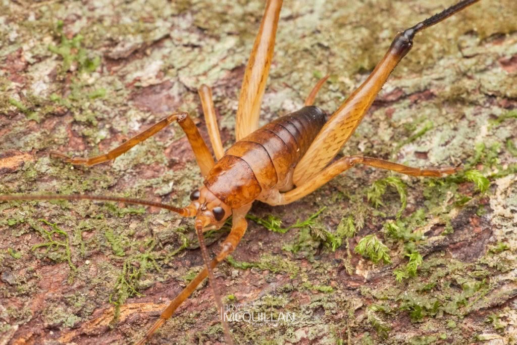 Talitropsis sedilloti, Rhaphidophoridae, photographed in New Zealand by Bryce McQuillan