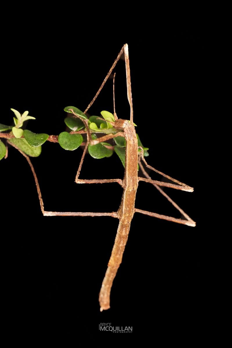 New Zealand Slender Stick Insect (Asteliaphasma jucundum), Diapheromeridae, photographed in New Zealand by Bryce McQuillan