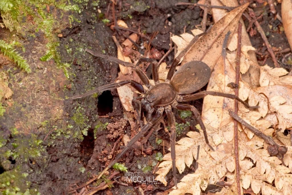 Large Brown Vagrant Spider (Uliodon albopunctatus), Zoropsidae, photographed in New Zealand by Bryce McQuillan