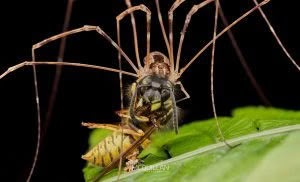 Puwere pureora, Neopilionidae, photographed in New Zealand by Bryce McQuillan