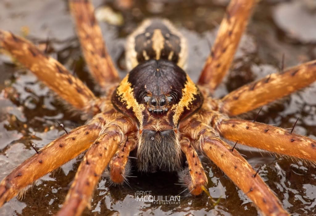 Dolomedes dondalei, Dolomedidae, photographed in New Zealand by Bryce McQuillan