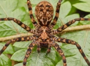 Cycloctenus sp, Cycloctenidae, photographed in New Zealand by Bryce McQuillan