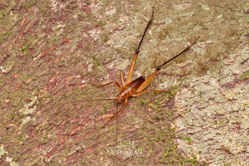 Talitropsis sedilloti, Rhaphidophoridae, photographed in New Zealand by Bryce McQuillan