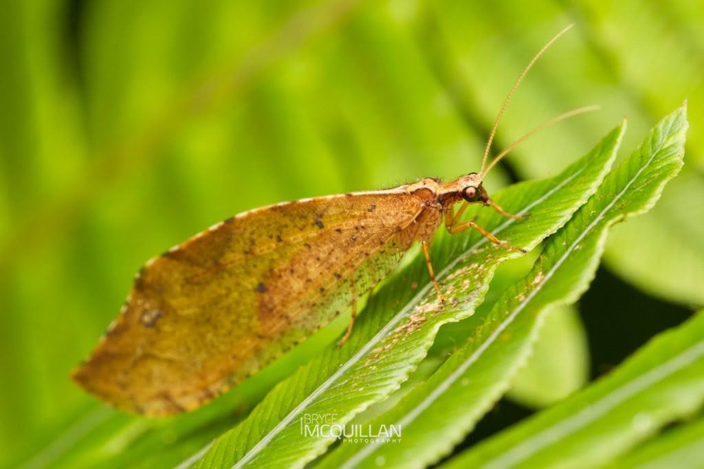 Kempynus spp, Osmylidae, photographed in New Zealand by Bryce McQuillan