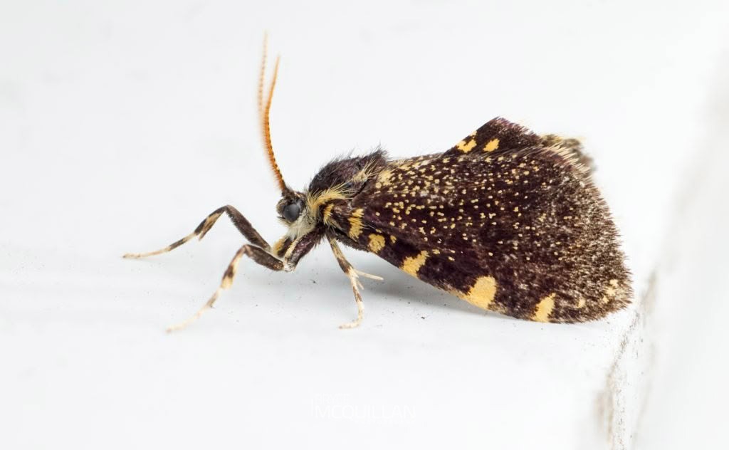 Australian Bag Moth (Cebysa leucotelus), Psychidae, photographed in New Zealand by Bryce McQuillan