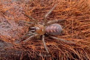Porrhothele sp, Porrhothelidae, photographed in New Zealand by Bryce McQuillan
