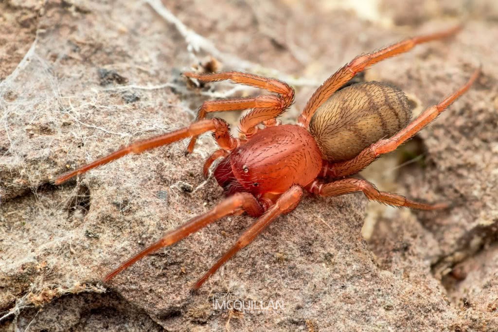 Periegops suterii, photographed in New Zealand by Bryce McQuillan