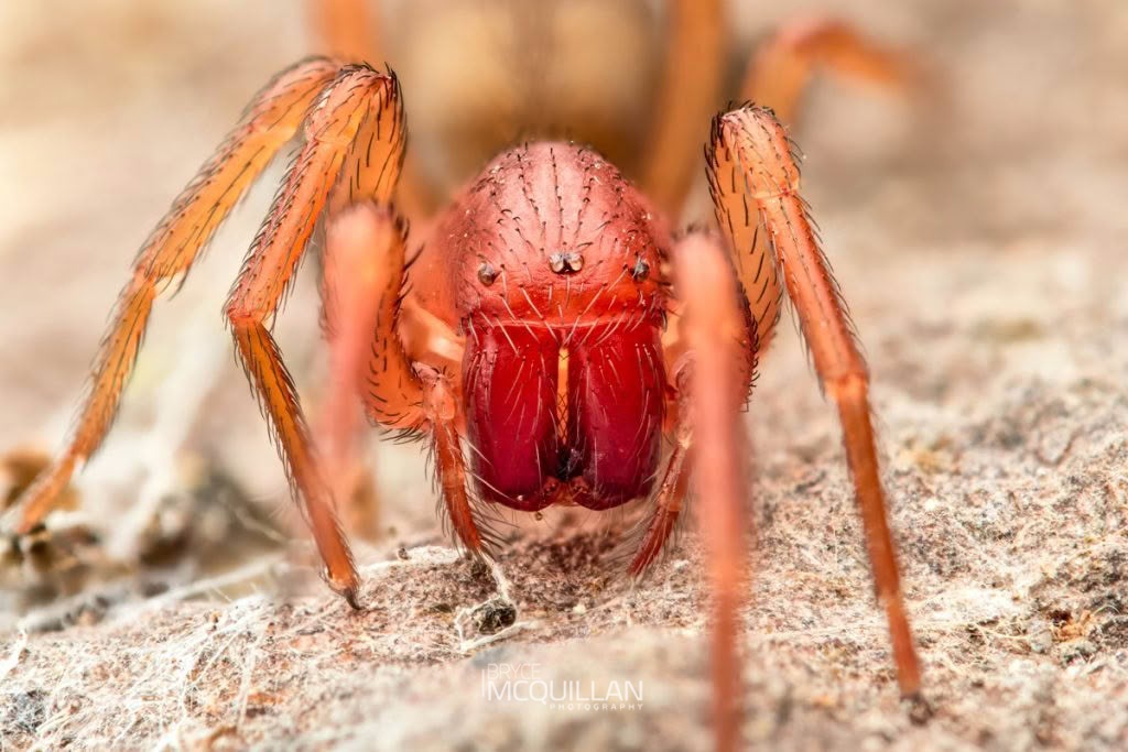 Periegops suterii, photographed in New Zealand by Bryce McQuillan