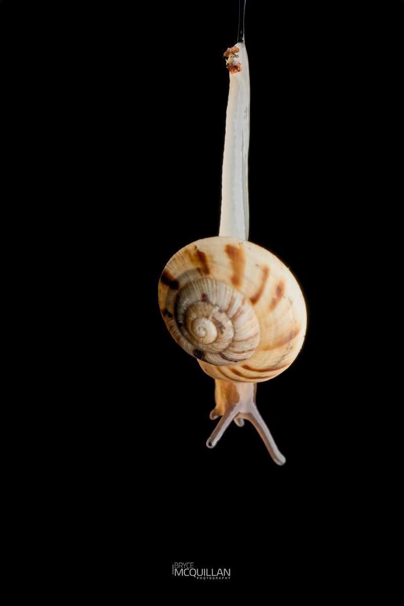 Serpho spp, Charopidae, photographed in New Zealand by Bryce McQuillan