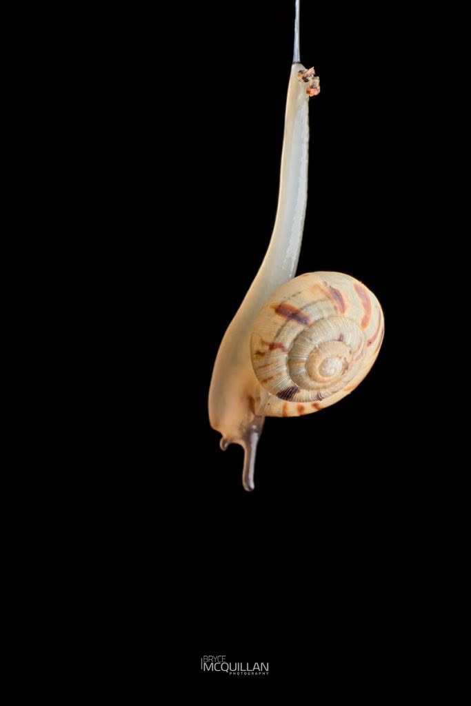 Serpho spp, Charopidae, photographed in New Zealand by Bryce McQuillan