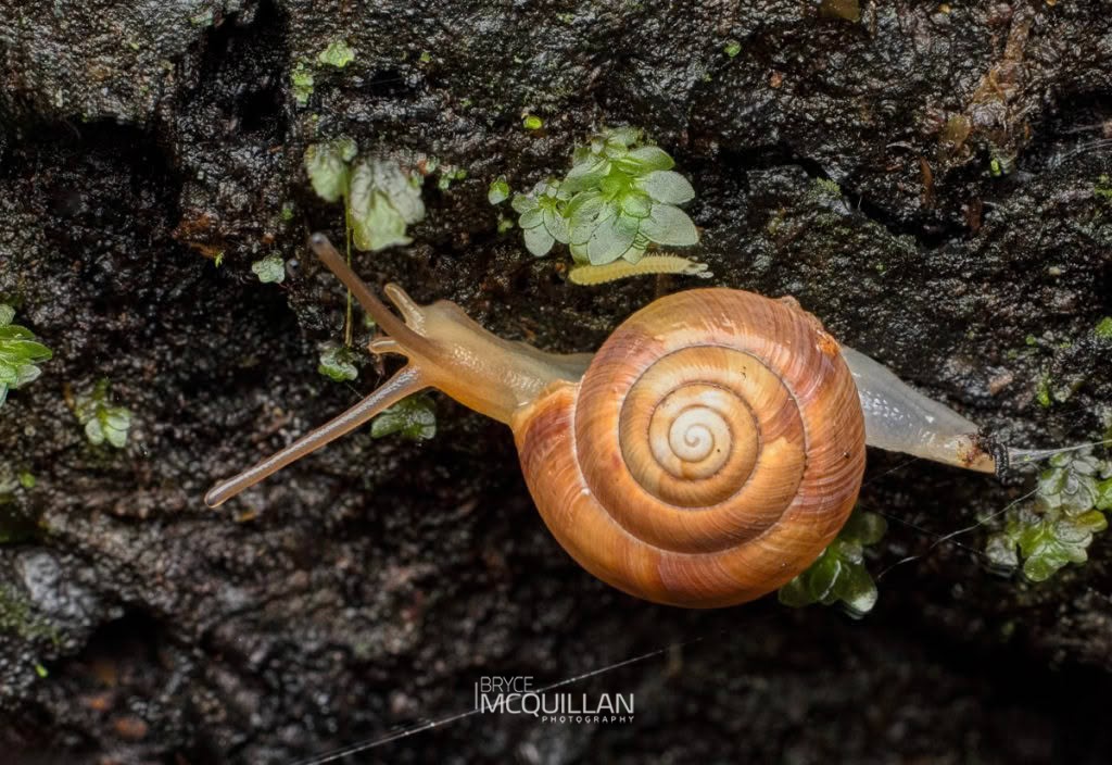 Serpho spp, Charopidae, photographed in New Zealand by Bryce McQuillan