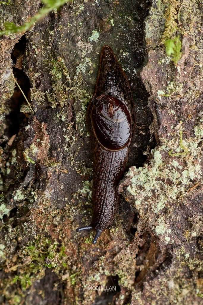 Schizoglossa novoseelandica, Rhytididae, photographed in New Zealand by Bryce McQuillan