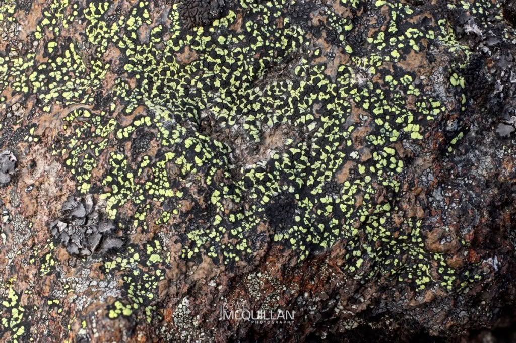 Lichens, photographed in New Zealand by Bryce McQuillan